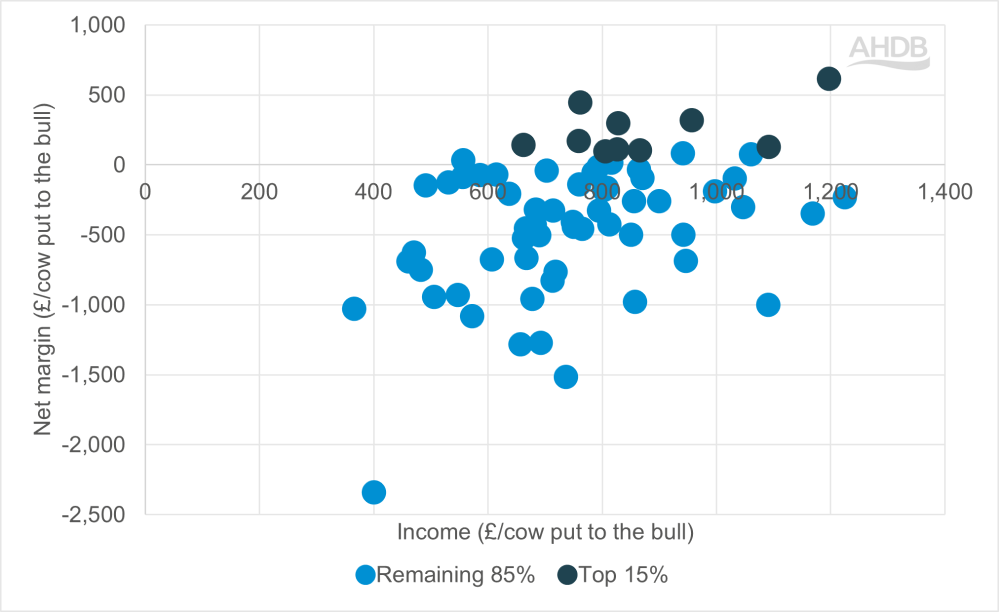 Net margin and income per cow to the bull
